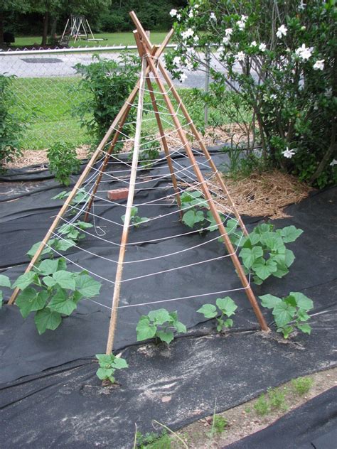 The secret to growing cucumbers and other vining plants is to give them support. cucumber trellis | Gardening | Pinterest