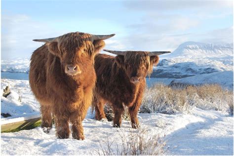 Untitled Highland Cattle Cattle Scottish Highland Cow