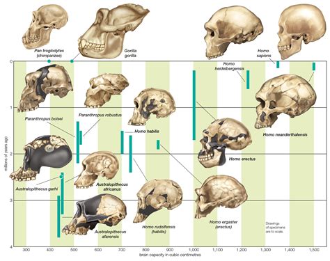 Anatomical Evidence For Evolution