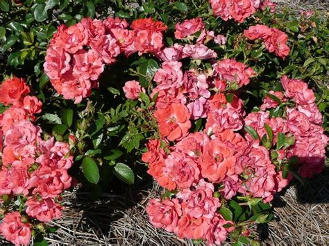 Drift Roses Are Low Maintenance Disease Resistant And