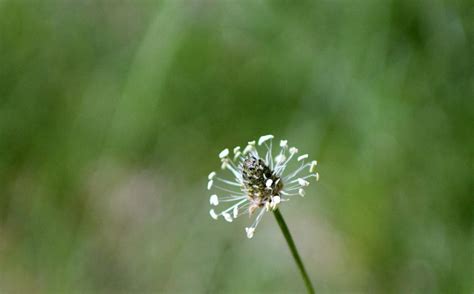 Naked Dandelion Photograph By Lori Rossi