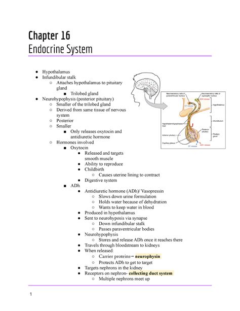 A And P Chapter 16 Endocrine System Chapter 16 Endocrine System