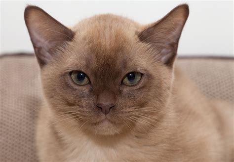 Wallpaper Face Eyes Nose Whiskers Thai Kitten Fauna Vertebrate
