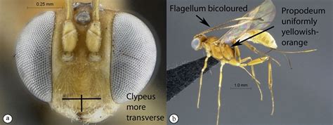 Key To Afrotropical Pristomerus Species Waspweb