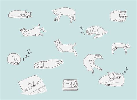 13 Common Cat Sleeping Positions And What They Mean Furtropolis