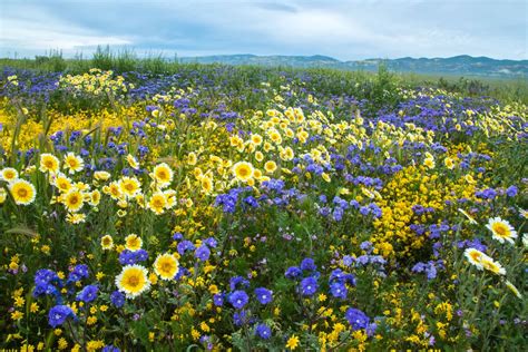 Super Bloom On The Carrizo Plain Smithsonian Photo Contest