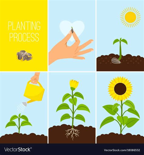 Flower Planting Process Royalty Free Vector Image Sequencing Activities