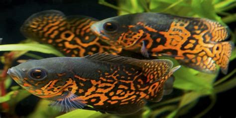 Habitat aslinya di perairan amazon amerika selatan. Harga Ikan Oskar - Ikan Oscar 8 Jenis Dan Harga Ikan Oscar Lengkap Beserta Cara Merawatnya Hewan ...