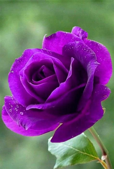 💜 Purple Passion Beautiful Flowers Pictures Beautiful Flowers