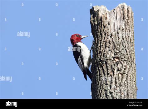 Red Headed Woodpecker Melanerpes Erythrocephalus On A Tree Trunk