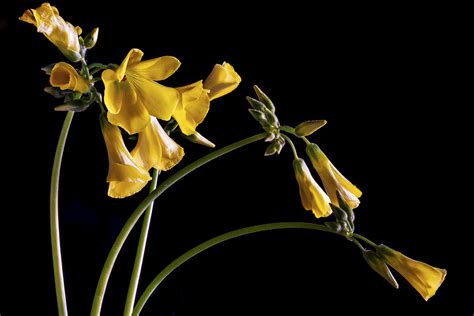 I fiori primaverili sono specie che annunciano il ritorno della bella stagione e fioriscono tra marzo e maggio. Fiori Gialli Spontanei - Erbe Spontanee In Pianura Padana ...