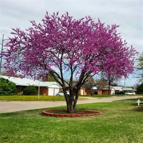 Redbud Is The State Tree Of Oklahoma Photo Taken By Melissa Truell