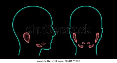 Salivary Gland Human Mouth Parotid Submandibular 库存矢量图（免版税）2020175933