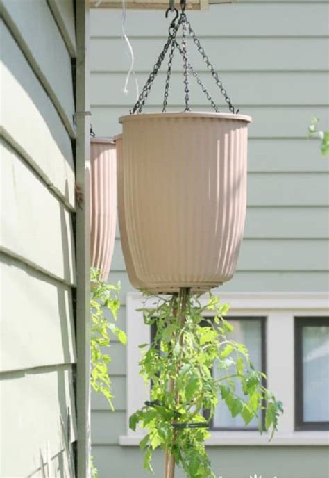 Learn how to plant and grow tomato plants in containers and hanging baskets. 17 DIY Upside-Down Planter Ideas | Balcony Garden Web