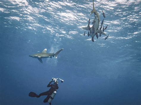 Elphinstone Reef Dive Site Red Sea Diving Safari