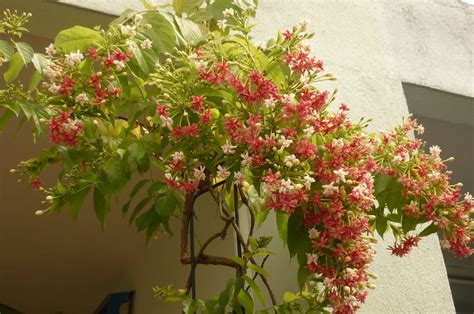 19 species of gymnosperms and 8,000 angiosperms. My Little Potted Garden: Rangoon Creeper