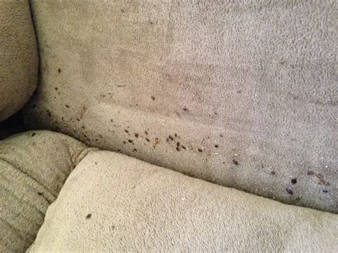 Bed Bugs In Sofa Baci Living Room