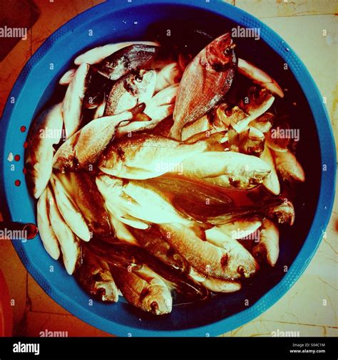 Bucket Of Fresh Fish Stock Photo Alamy