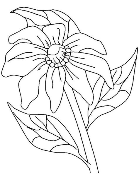 Kids Drawing Of California Poppy Coloring Page Kids Play Color