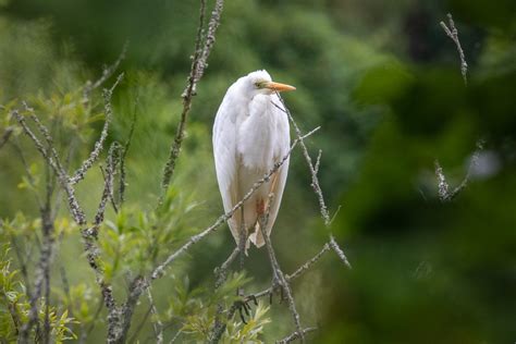 Rare Great White Egret Spotted At Paignton Zoo • Paignton Zoo