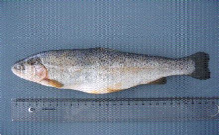Oncorhynchus mykiss is a competitive trout species which can displace native trout species when introduced into new environments; Oncorhynchus mykiss (Walbaum, 1792) | Download Scientific ...
