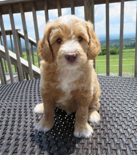 Im getting a golden doodle, the puppies were actually born yesterday! Mini English Teddy Bear Goldendoodle | Puppy breeds, Puppies, Cute cartoon animals