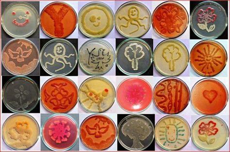 Stevenhle Microbiology Bacteria Culture Art Scinerds