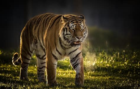 Tiger On The Prowl K Retina Ultra X Id Wallpaper Abyss