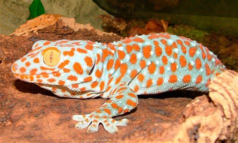 Gecko Características Qué Come Dónde Vive Cómo Nace