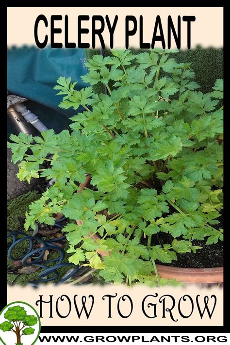 Celery Plant How To Grow And Care