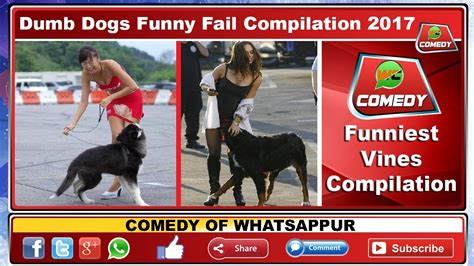 Dumb Dogs Funny Fail Compilation 2017 Stupid Dogs Doing Stupid Things