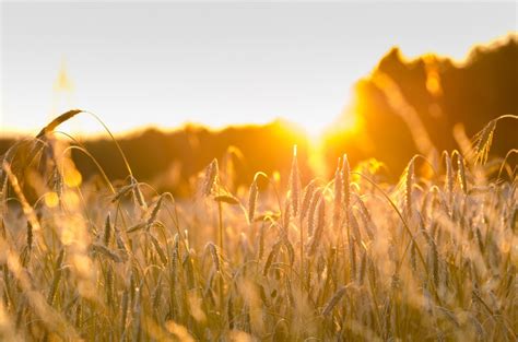 Free Images Sky Sunset Field Meadow Wheat Prairie Sunlight