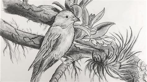 Pencil Drawing Of Birds