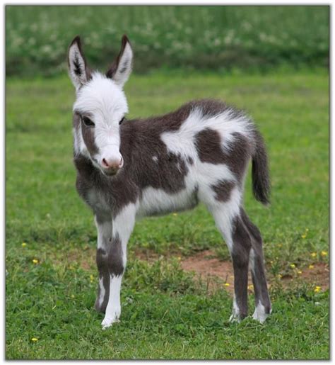 Spots On The Baby Donkey Baby Animals Cute Baby Animals Cute Donkey