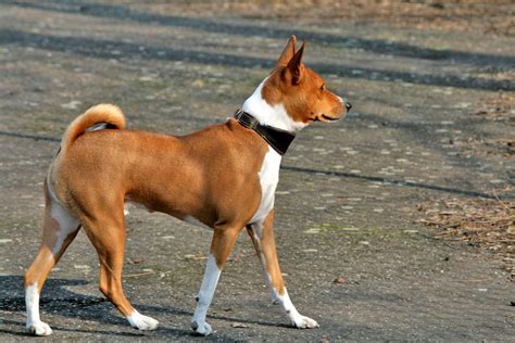 Basenji Information Dog Breeds At Thepetowners