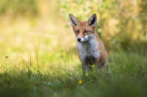 Focused Red Fox Looking Aside On Green Glade In Summer Nature With Copy