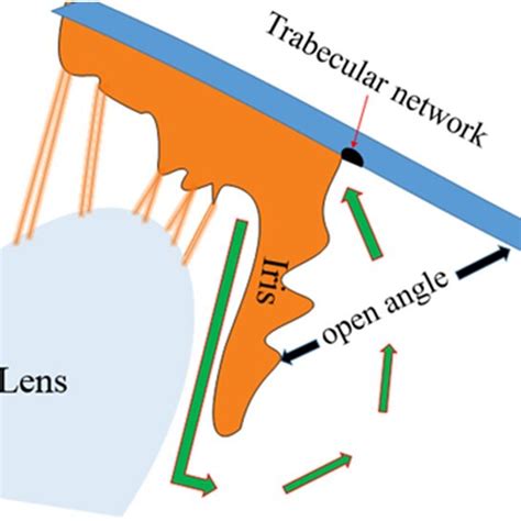 Path Of Aqueous Humor From The Ciliary Body To The Pupil And The