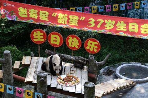 Worlds Oldest Captive Giant Panda Turns 37 Cn