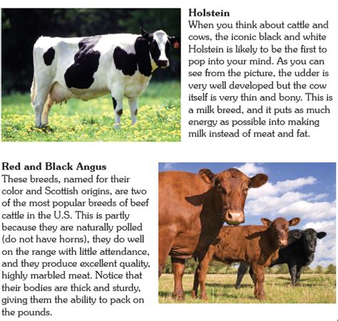 39 Beef Cattle Management Practices Worksheet Worksheet Information