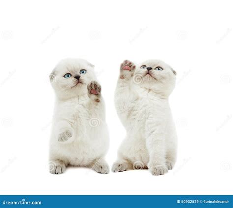 Cute Kittens Stock Image Image Of Playing Briton Foot 50932529