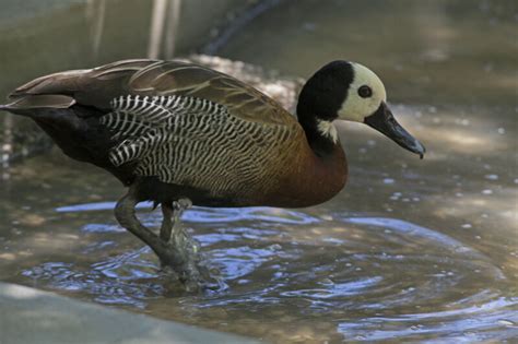 Duck Walking In Shallow Water Clippix Etc Educational Photos For