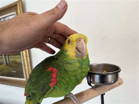 Double Yellow Head Amazon Parrot Male