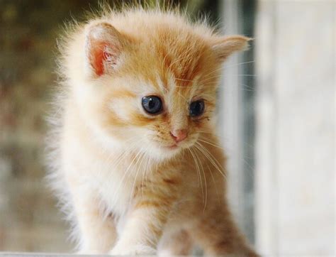 Orange Tabby Kitten Flickr Photo Sharing