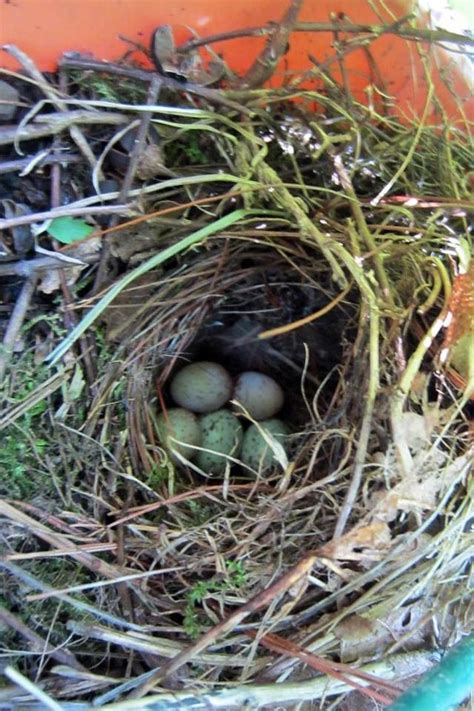 Carolina Wren Nest Wren Nest Carolina Backyard Birds Image Nest