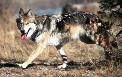 Us Adopts Recovery Plan For Mexican Wolves Lawsuit Planned Mpr News