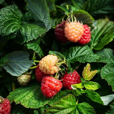 Bushel And Berry Raspberry Shortcake Bushes For Sale The Tree Center