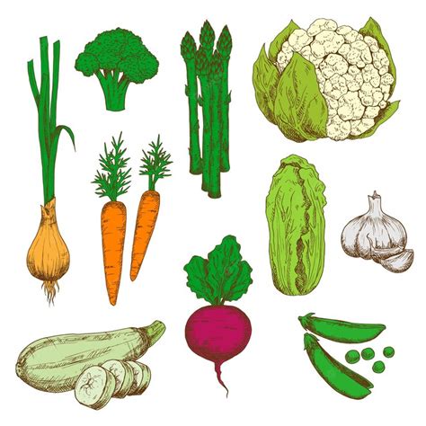 Premium Vector Farm Vegetables Retro Color Sketches