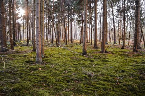 10 Essential Forest Photography Tips Roselinde