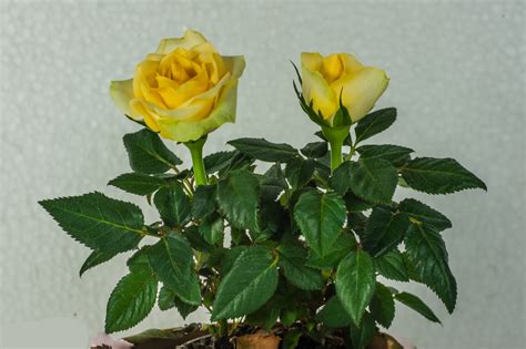 Ingyenes Képek Kivirul Virág Virágzás Sárga Virágos Növény Kert