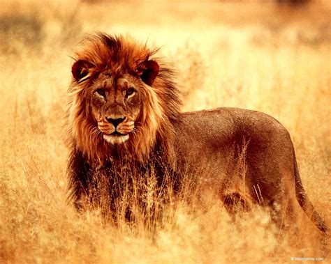 Plano De Fundo Para Celular Vida Selvagem Leão Animais Download Grátis